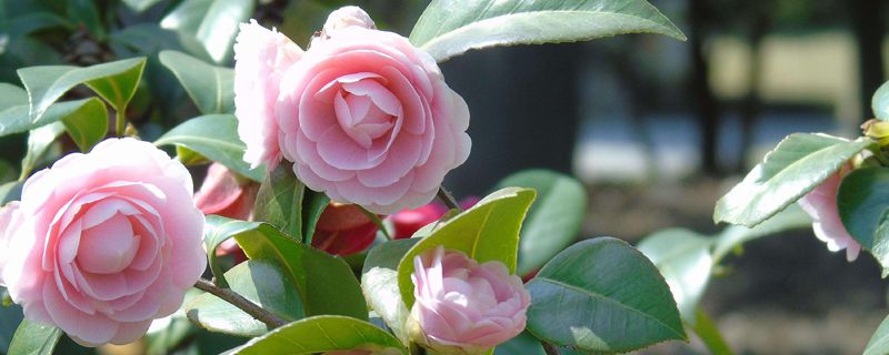 茶花怎么养(新手必看) 茶花怎么养(新手必看)