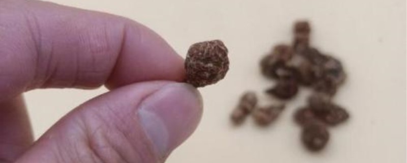 耶豆果长什么样 耶豆果长什么样