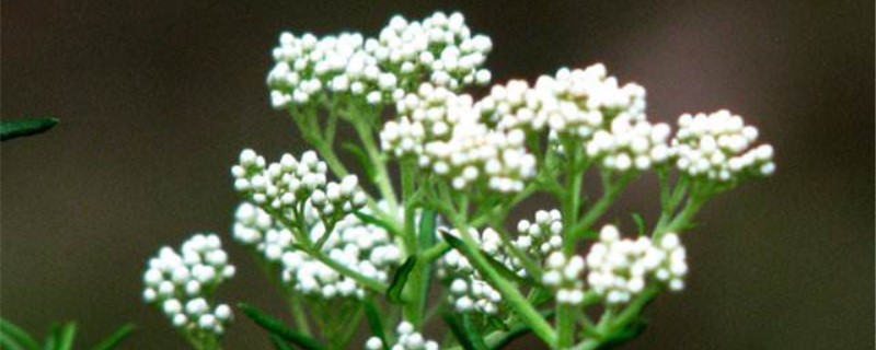澳洲米花的寓意 澳洲米花的寓意