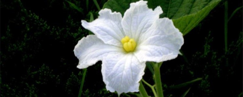 葫芦花是完全花还是不完全花 葫芦花是完全花还是不完全花