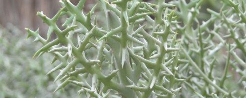 银角珊瑚开花会死吗