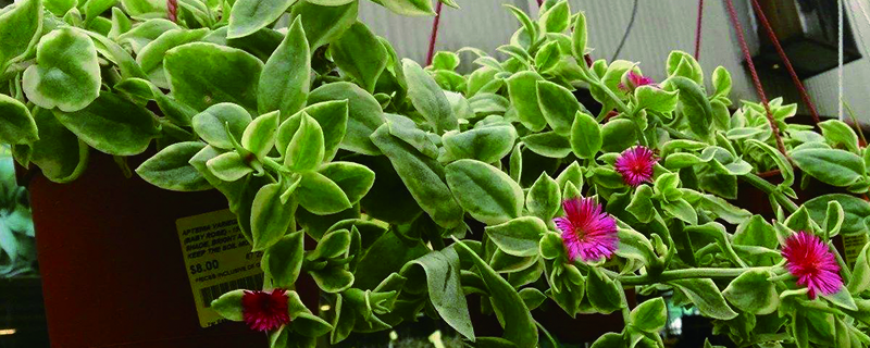 露草施肥方法