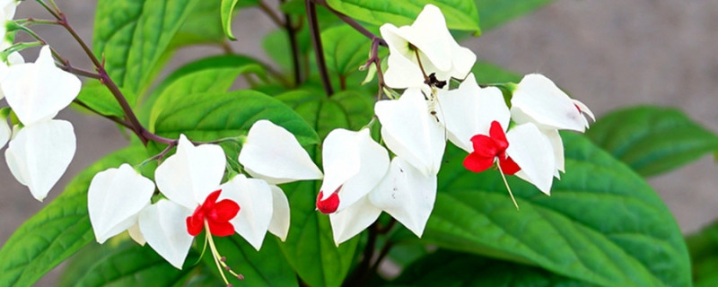 龙吐珠的产地/特征/花语及简介