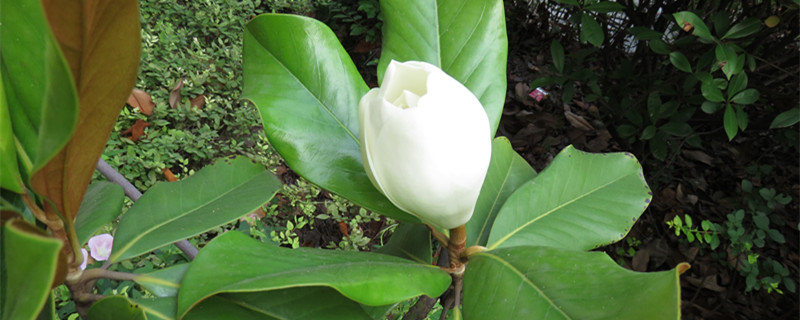 广玉兰的产地/特征/花语及简介 广玉兰的产地/特征/花语及简介