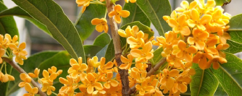 桂花喜阴还是喜阳 桂花喜阴还是喜阳