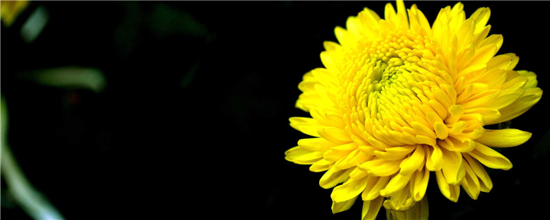 菊花的产地/特征/花语及简介 菊花的产地/特征/花语及简介