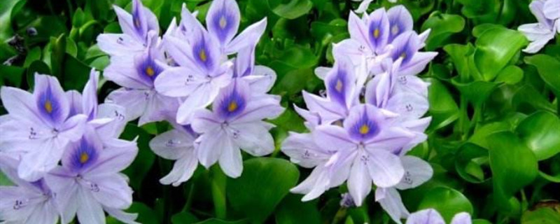 凤眼莲的产地/特征/花语及简介 凤眼莲的产地/特征/花语及简介