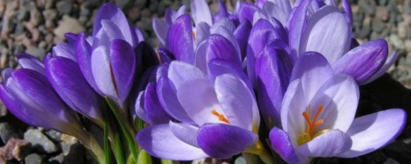 番红花的产地/特征/花语及简介 番红花的产地/特征/花语及简介