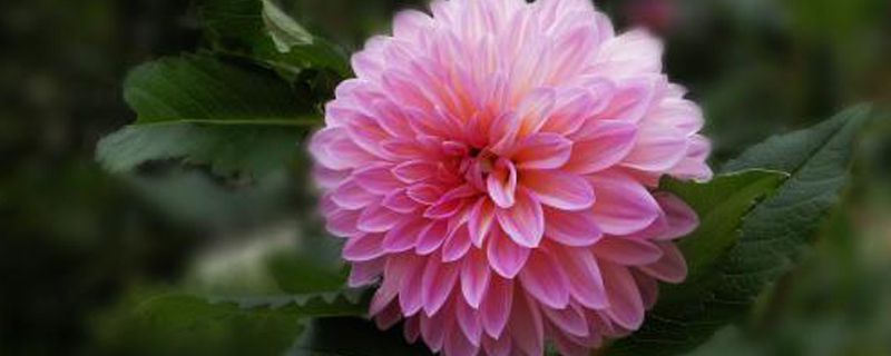 大丽花的产地/特征/花语及简介 大丽花的产地/特征/花语及简介