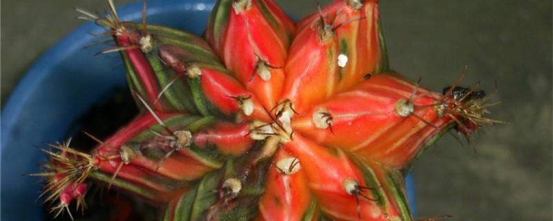 绯牡丹的产地/特征/花语及简介 绯牡丹的产地/特征/花语及简介