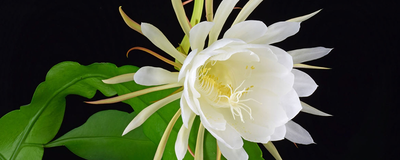 昙花的产地/特征/花语及简介 昙花的产地/特征/花语及简介