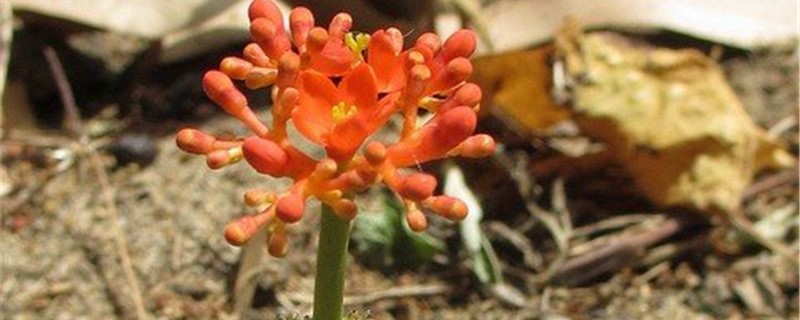 麻疯树春季养护方法