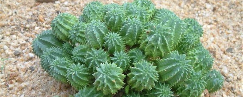 琉璃晃秋季养护方法 琉璃晃秋季养护方法