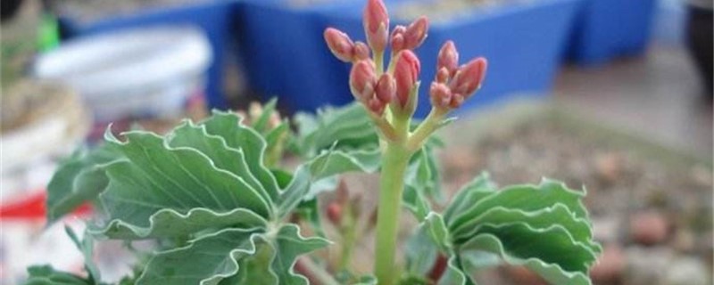 锦珊瑚秋季养护方法