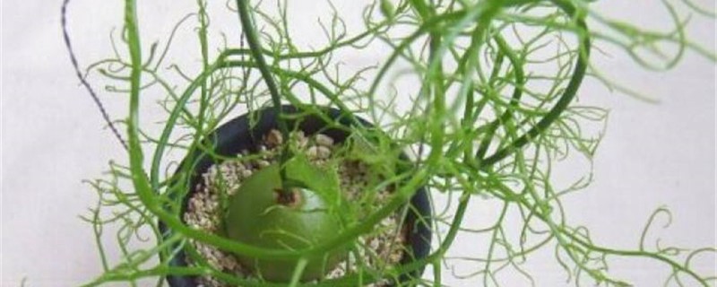苍角殿春季养护方法 苍角殿春季养护方法