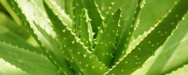 粉绿芦荟怎么度夏 粉绿芦荟怎么度夏