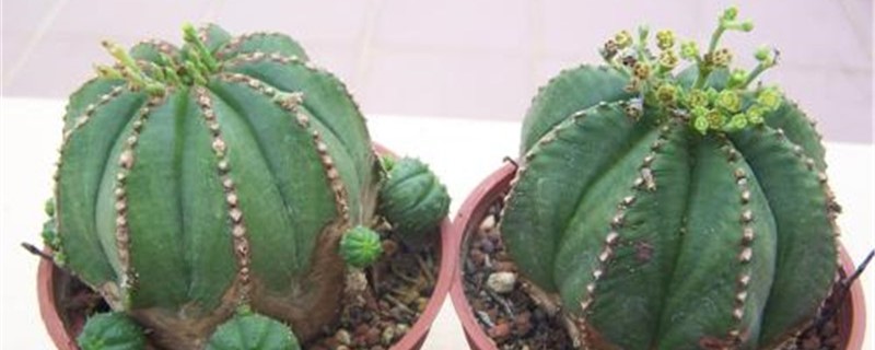 晃玉春季养护方法 晃玉春季养护方法