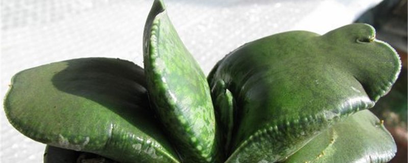恐龙卧牛秋季养护方法 恐龙卧牛秋季养护方法