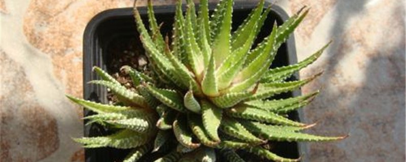 白帝秋季养护方法 白帝秋季养护方法