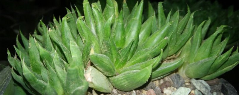 菊绘卷春季养护方法 菊绘卷春季养护方法