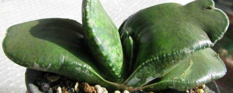 恐龙卧牛喜阴还是喜阳