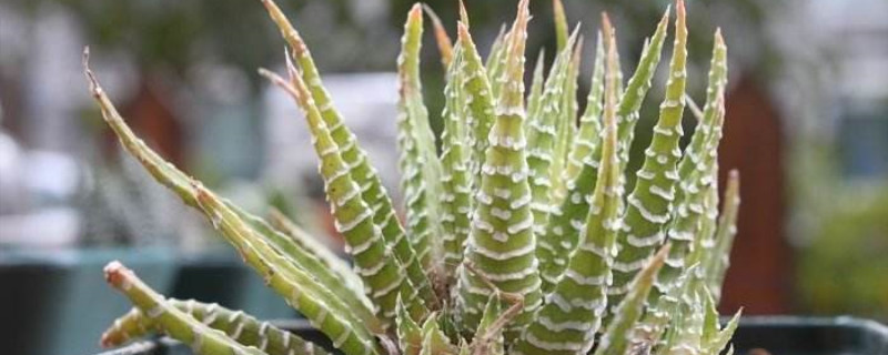 白帝开花吗 白帝开花吗