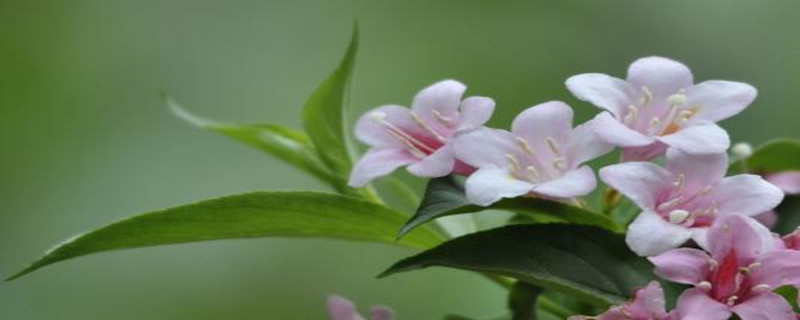 锦带花浇水的时间/方法/水量/频率 锦带花浇水的时间/方法/水量/频率