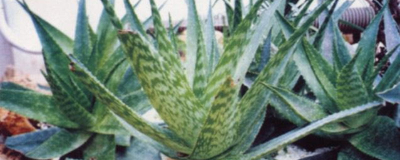 皂芦荟浇水方法 皂芦荟浇水方法