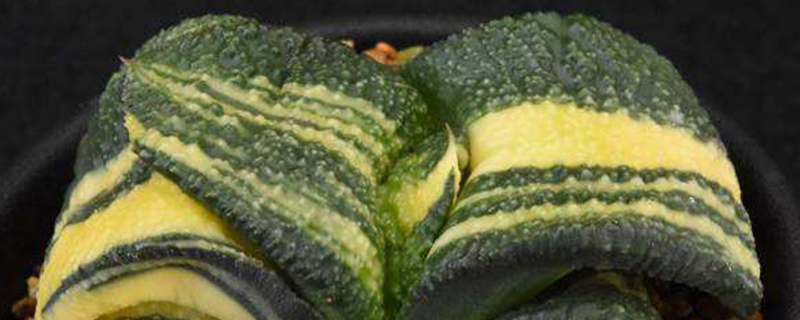 卧牛锦繁殖时间