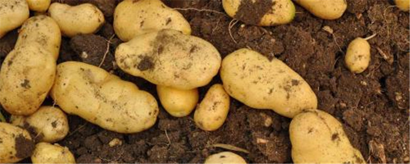土豆收获季节 土豆收获季节