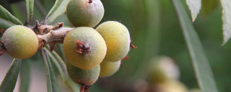 琵琶籽种植方法 琵琶籽种植方法