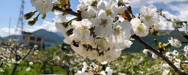 车厘子的花长什么样 车厘子的花长什么样
