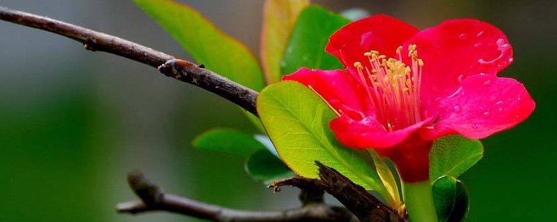 杜鹃花喜欢阳光吗 杜鹃花喜欢阳光吗
