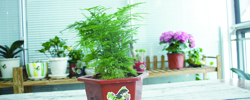 常年不见阳光适合养什么花 常年不见阳光适合养什么花