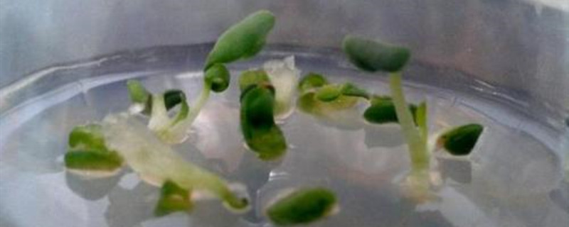 6ba是什么植物激素 6ba是什么植物激素
