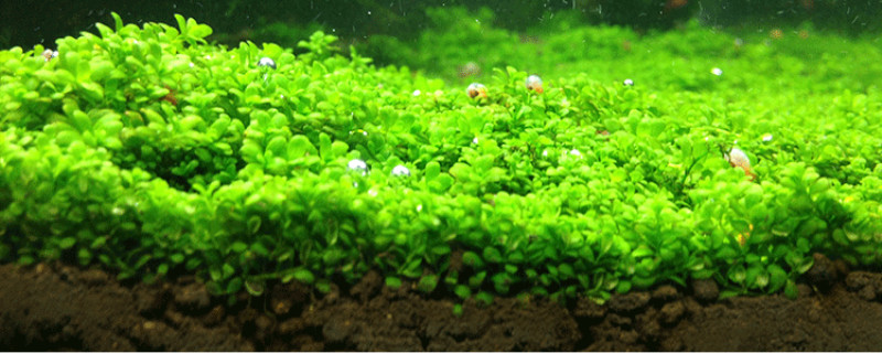 水草种子能活多久 水草种子能活多久