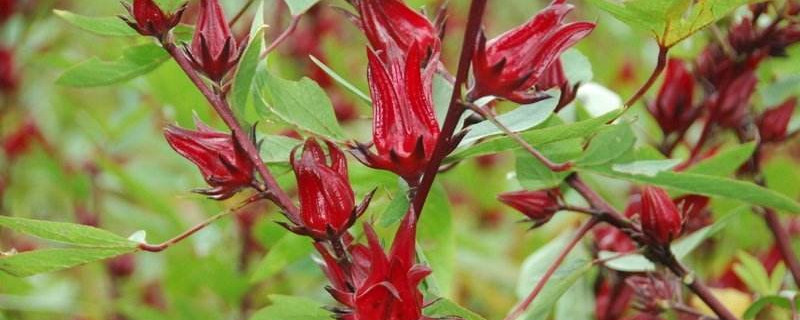 洛神花花语 洛神花花语