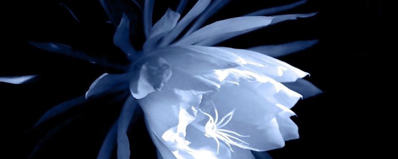 昙花的花语和象征意义 昙花的花语和象征意义