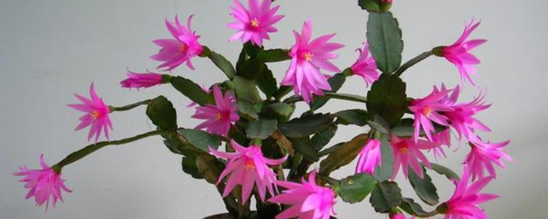 怎样让假昙花出花苞 怎样让假昙花出花苞
