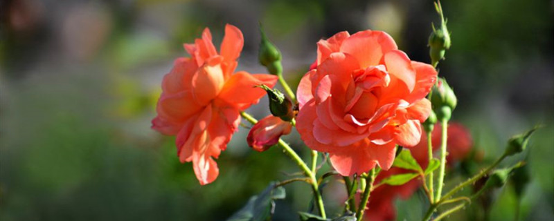 月季花长虫用什么药治 月季花长虫用什么药治