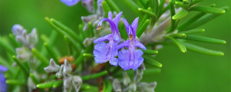 迷迭香的花语