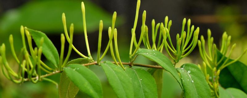 金银花什么时候采 金银花什么时候采