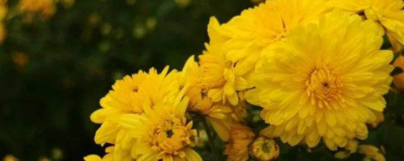 冰菊是什么菊花 冰菊是什么菊花
