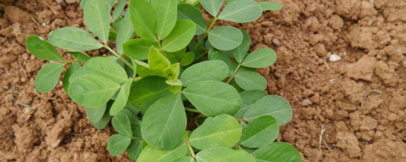 种花生放几粒种子 种花生放几粒种子