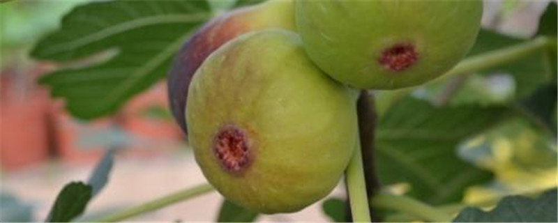 无花果是什么季节的水果 无花果是什么季节的水果