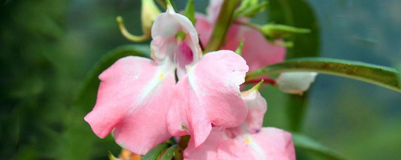 凤仙花花语和寓意 凤仙花花语和寓意