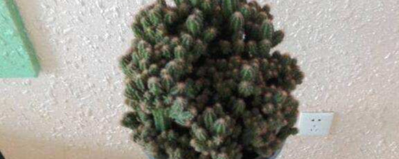 仙人山珍贵品种有哪些 仙人山珍贵品种有哪些