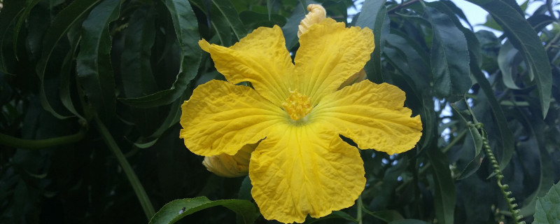 丝瓜花是单性花吗 丝瓜花是单性花吗