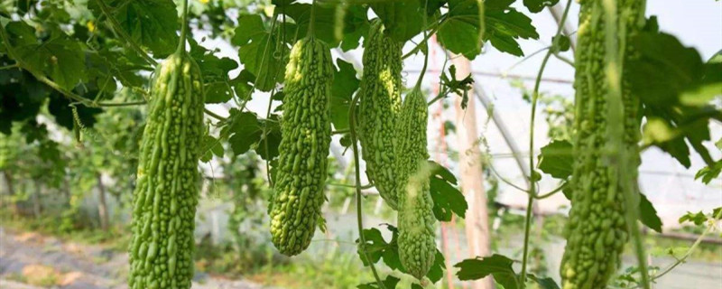 苦瓜种子老是不发芽怎么回事 苦瓜种子老是不发芽怎么回事