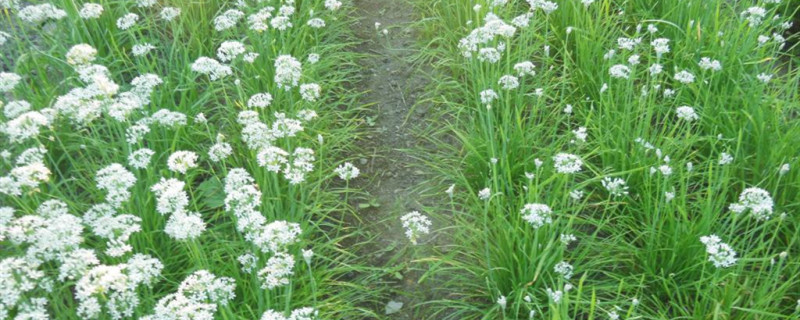直接种韭菜籽能发芽吗 直接种韭菜籽能发芽吗